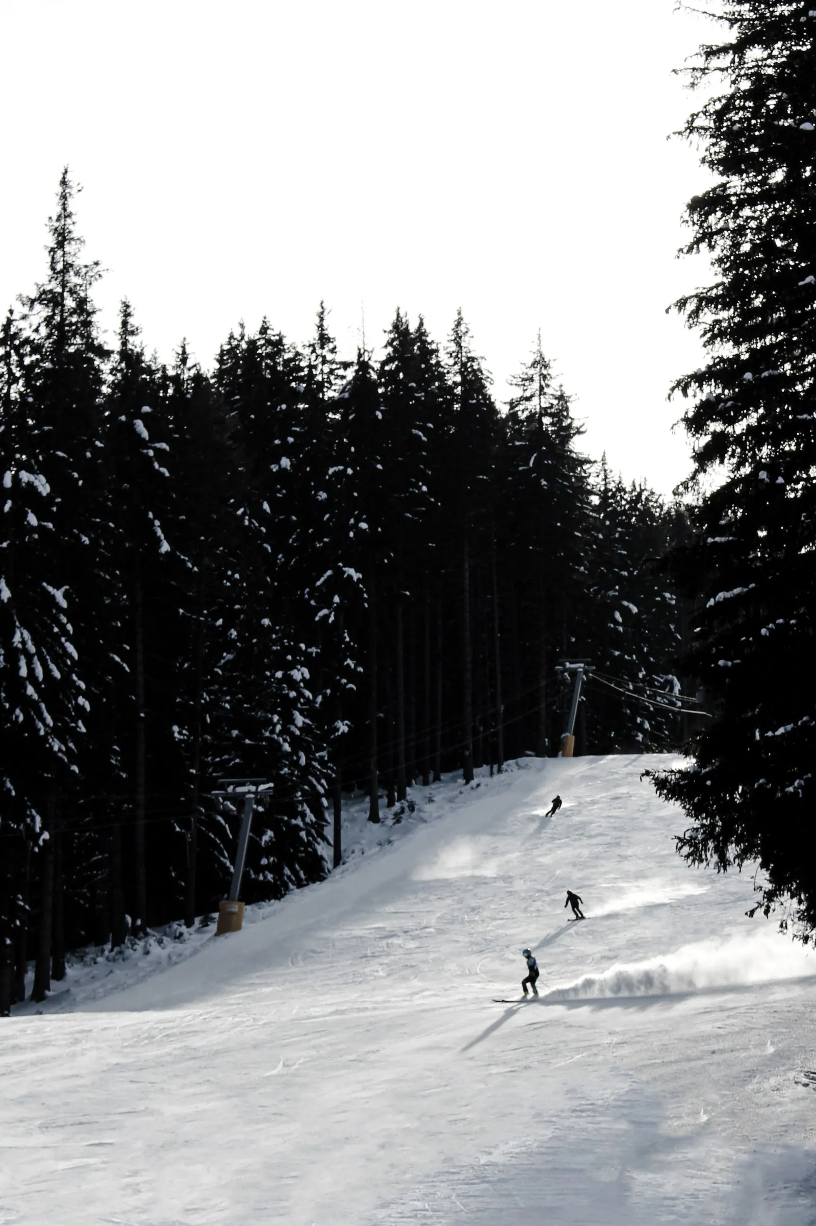 Schiori pe o pârtie prin pădure de brazi în stațiunea Bansko, Bulgaria