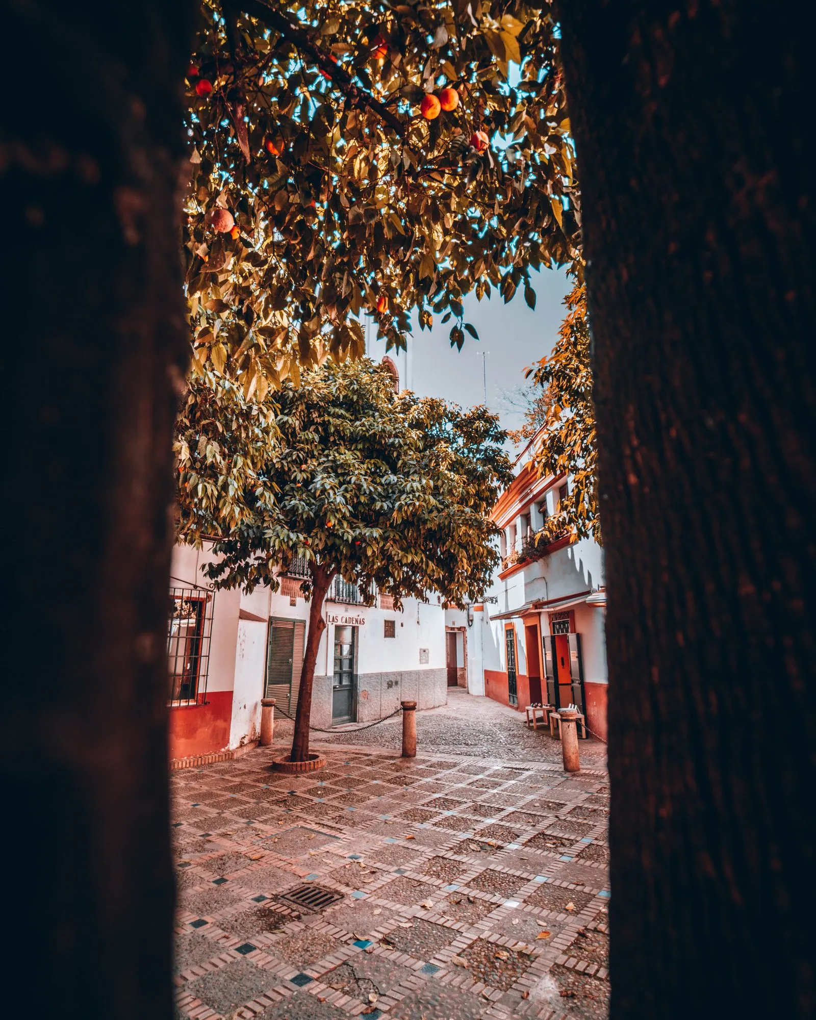 Piațetă cu portocali în Barrio Santa Cruz, Sevilla