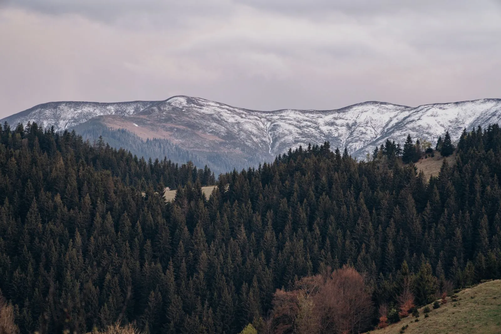 Pădure de molid și munți cu zăpadă deasupra satului Fundata