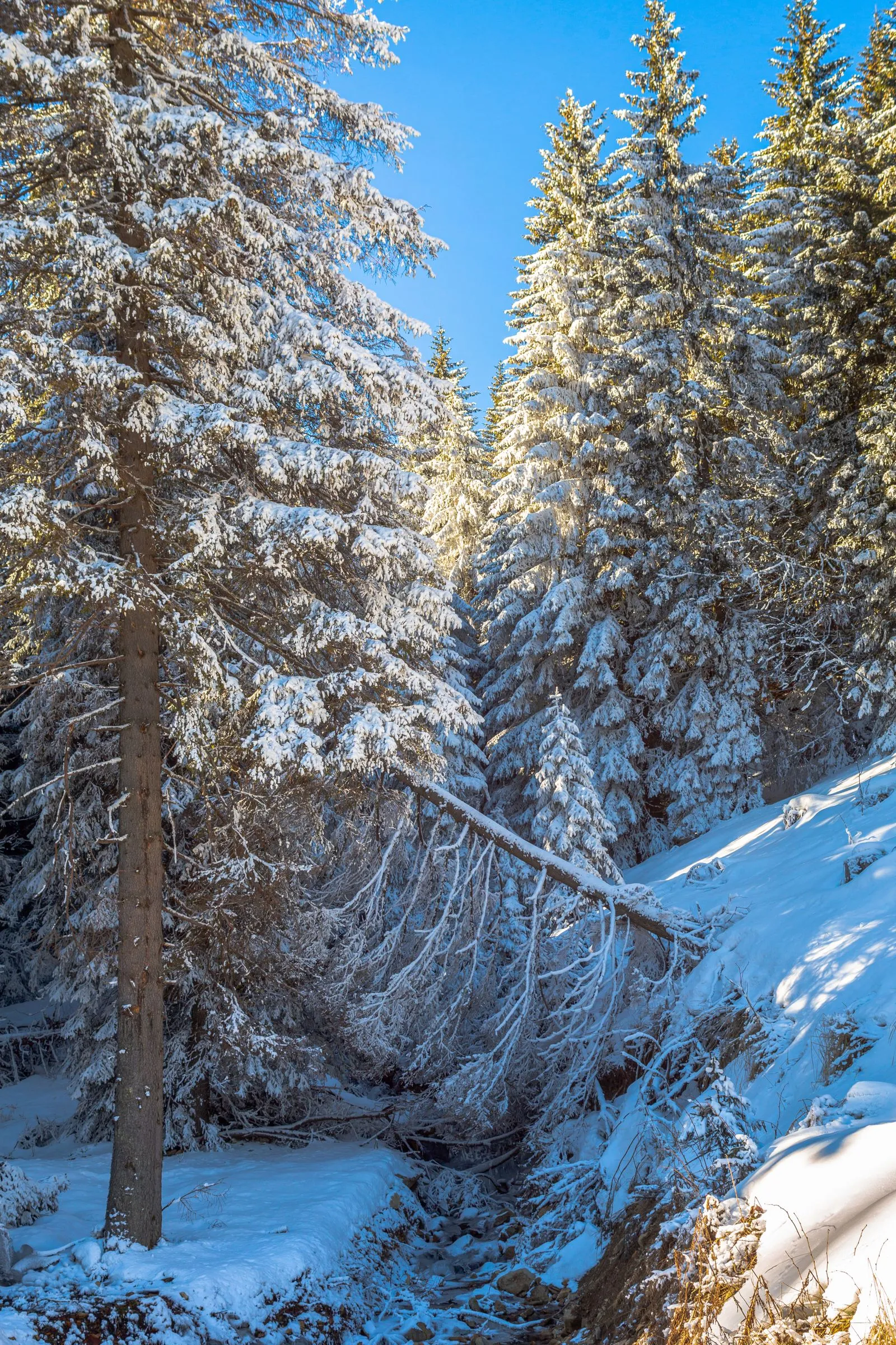 Pădure de molizi acoperită de zăpadă în Parcul Național Kopaonik, iarna