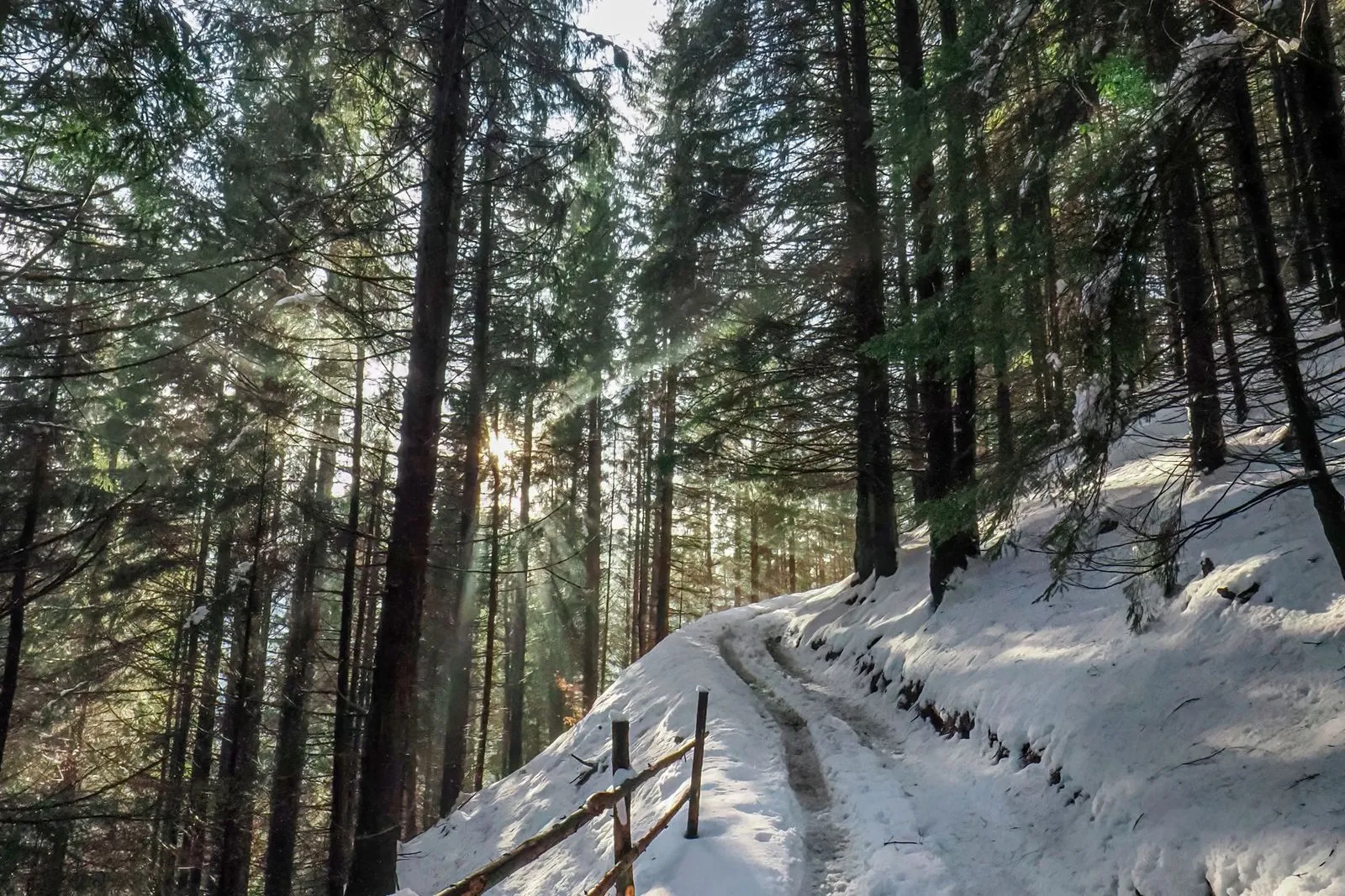 Potecă prin pădure de brazi acoperită de zăpadă, în munții de lângă Brașov
