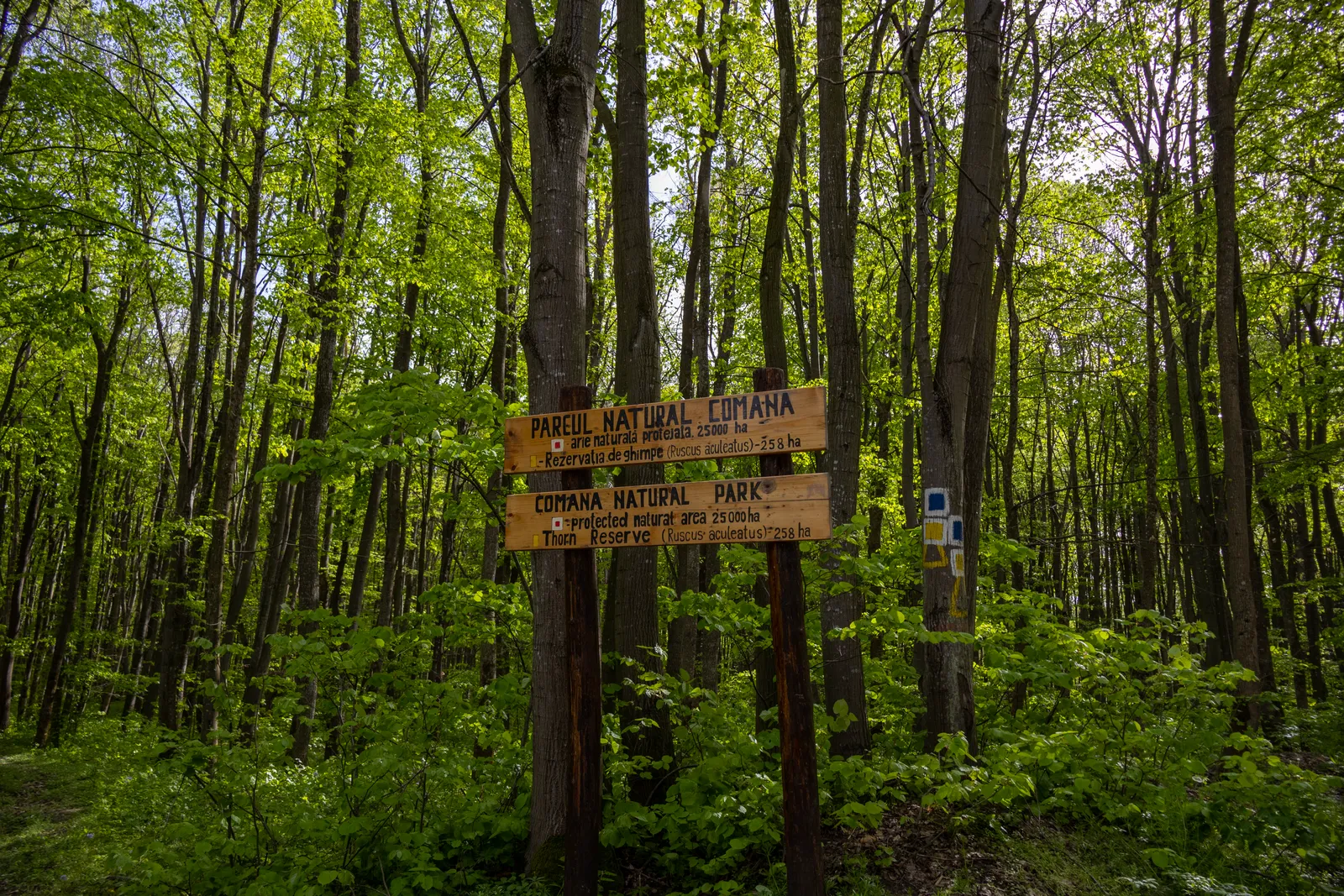Indicator Parcul Natural Comana în pădurea de foioase din rezervație