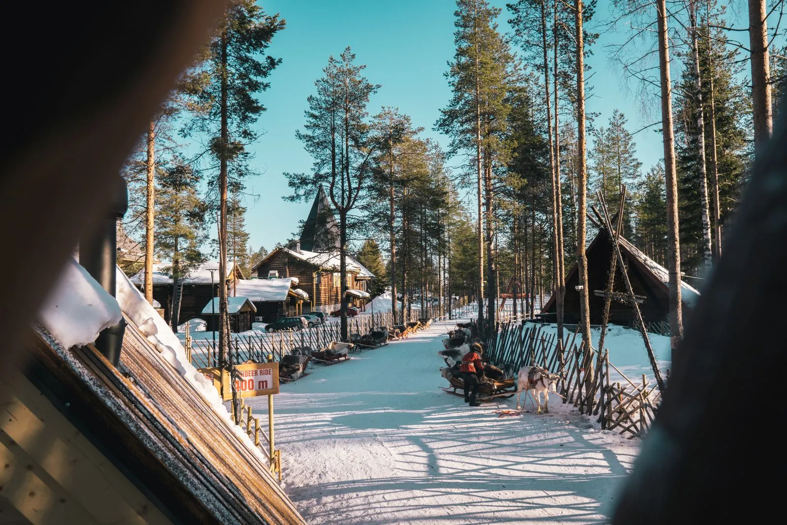 Traseu pentru plimbarea cu sania trasă de reni, printre pini, în Rovaniemi