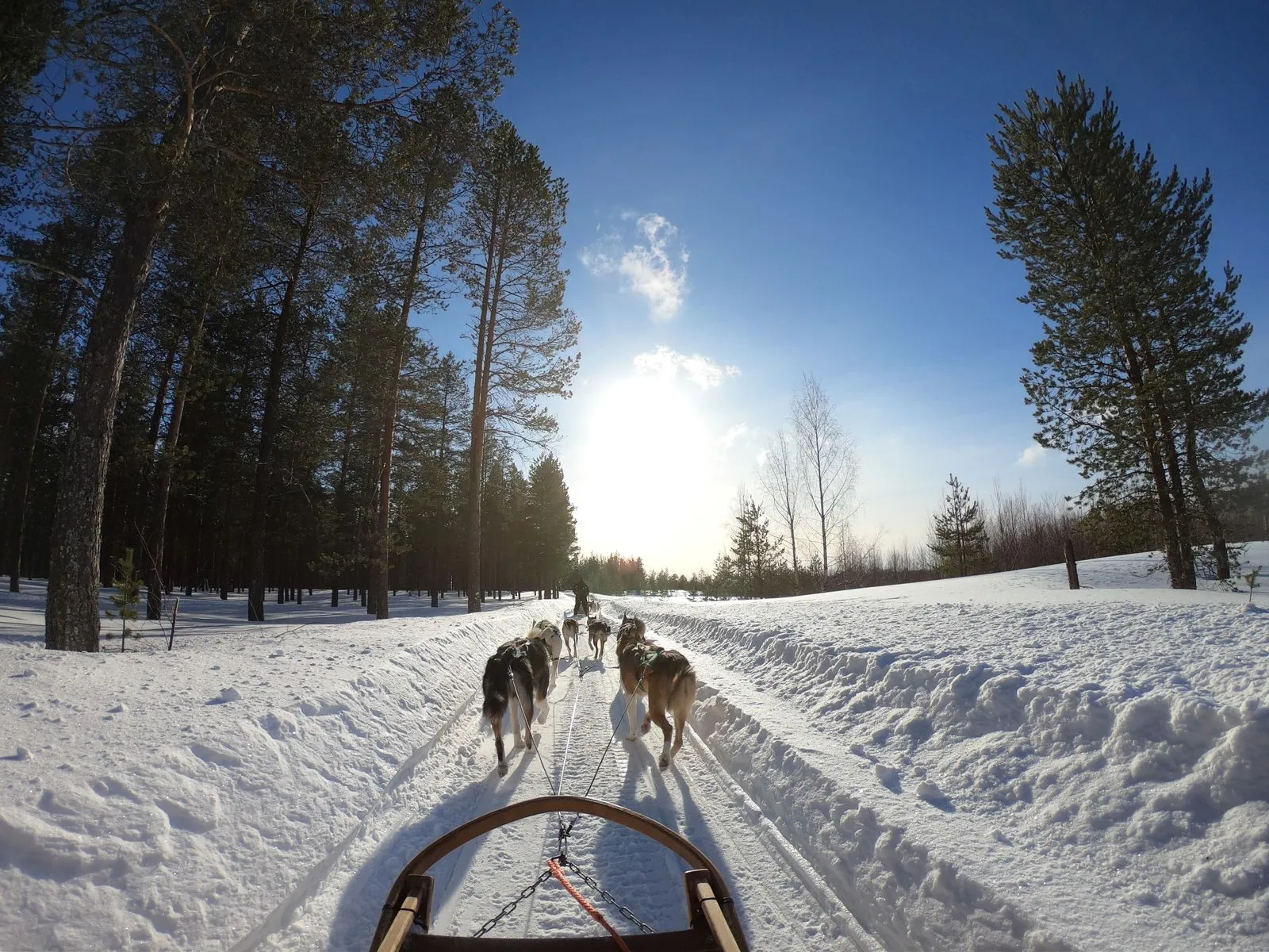 Sanie trasă de câini husky pe o pârtie prin pădure, lângă Rovaniemi