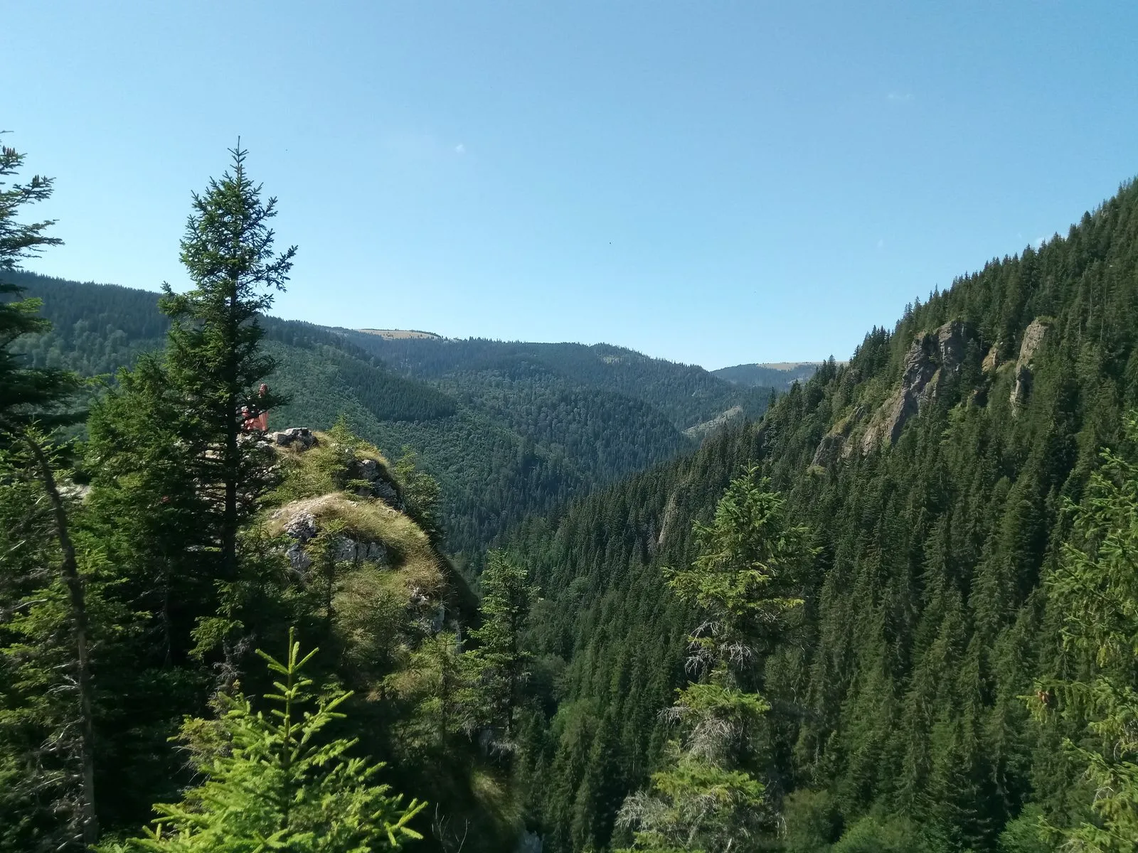 Păduri de conifere în Munții Apuseni, în zona Răchițele