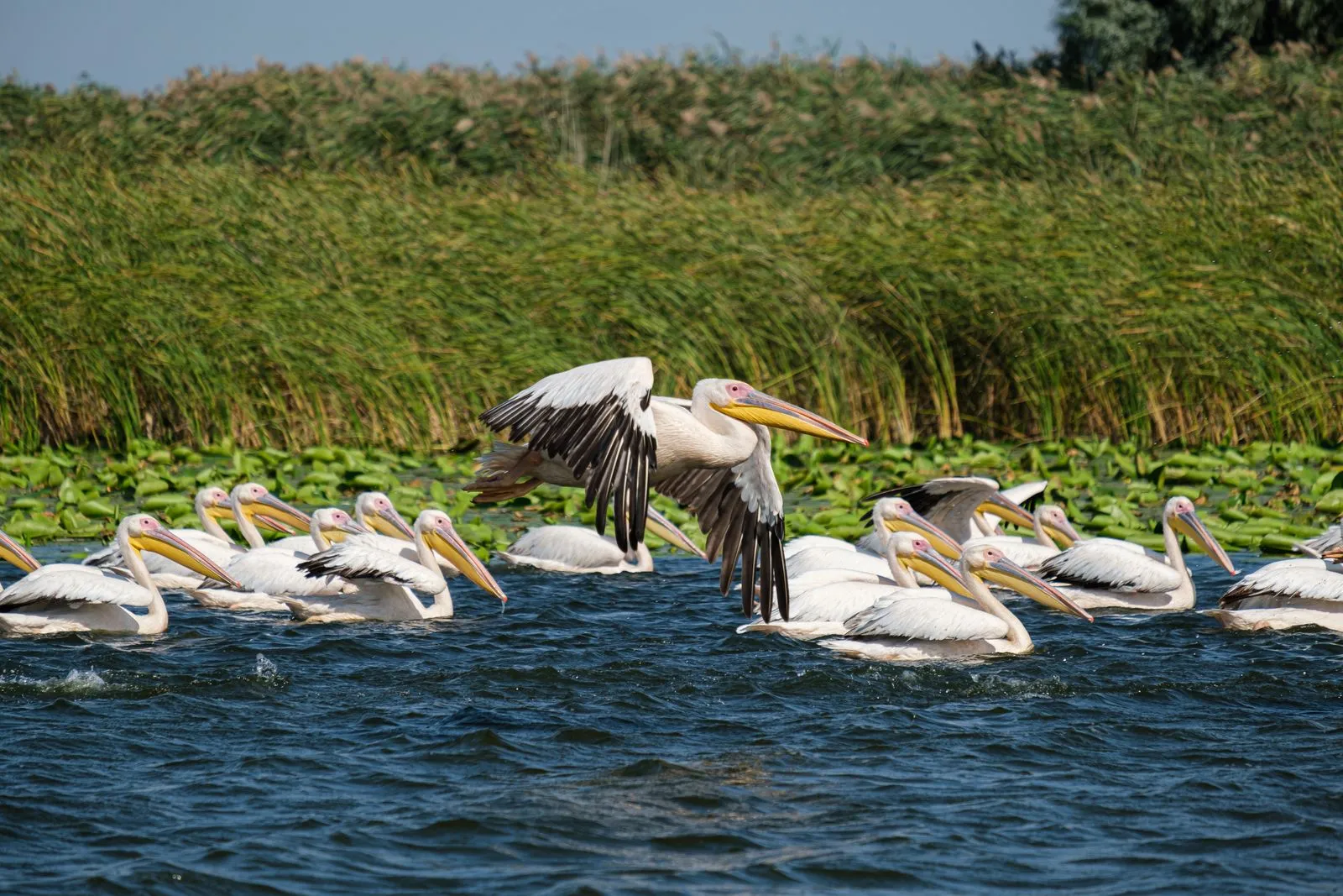 Stol de pelicani comuni pe un lac din Delta Dunării