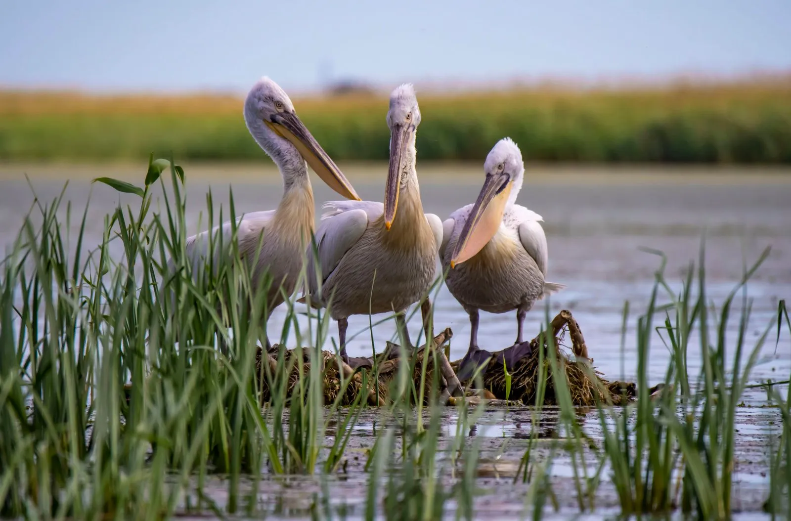 Trei pelicani comuni în zona umedă de lângă Mahmudia, în Delta Dunării