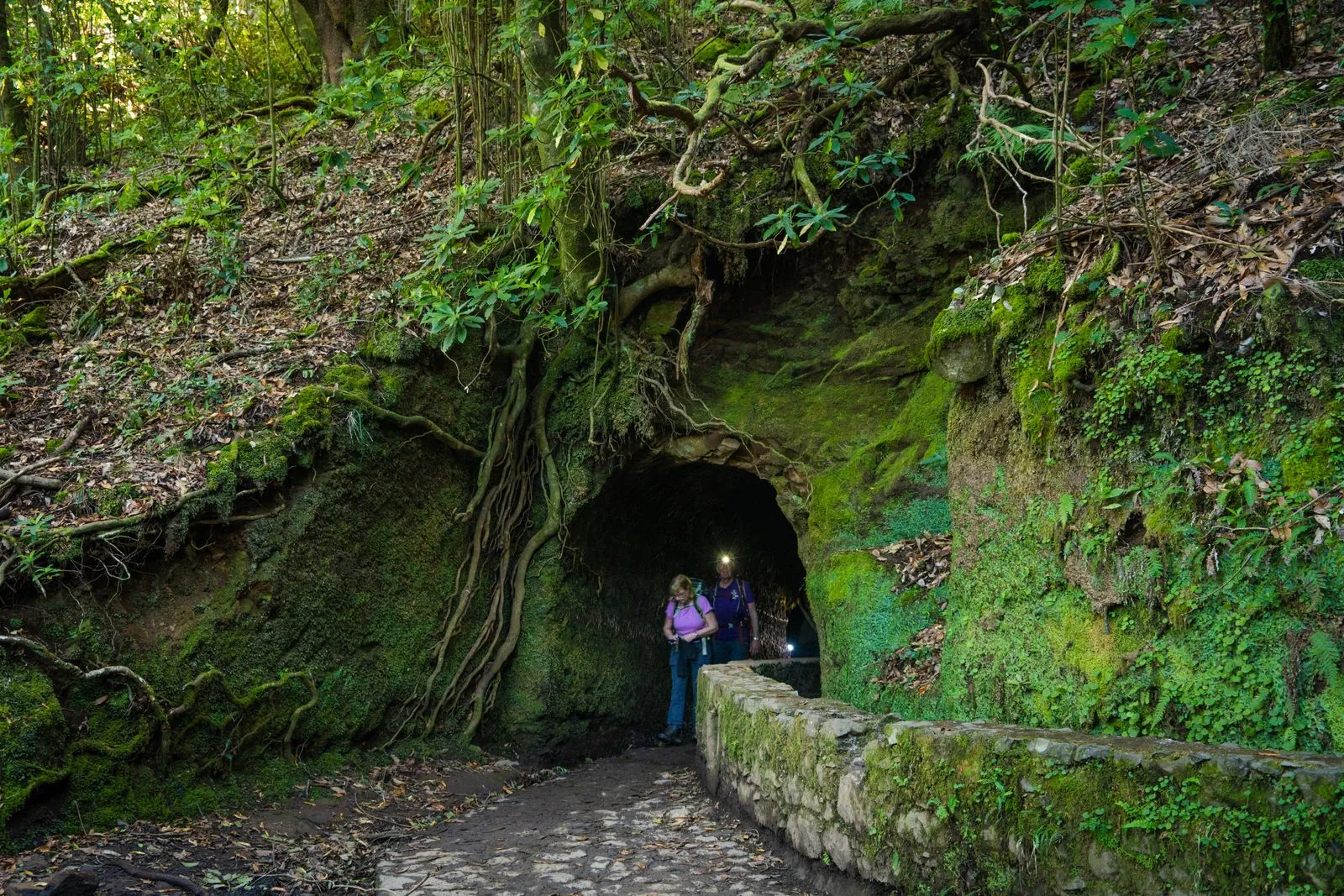 Traseul de pe Levada do Caldeirão Verde, cu canalul de apă pe marginea potecii prin pădurea Laurisilva din Madeira